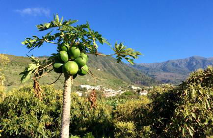 FINCA LA PLANTACIÓN _Agroturismo - Foto 33