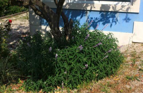 Apartments by the sea Viganj, Peljesac - 10189 - Foto 9