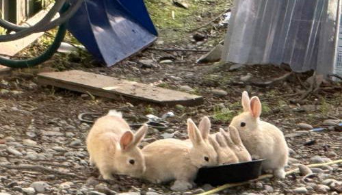 Paradise Suites the Bear Den a condo in Homer with a Hot Tub - Foto 2, Garden