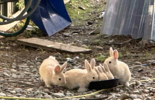 Paradise Suites the Bear Den a condo in Homer with a Hot Tub - Foto 2
