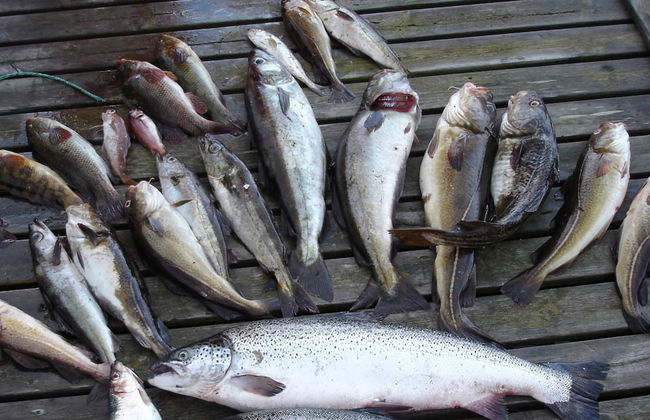 Holiday Home in Jelsa - Foto 22