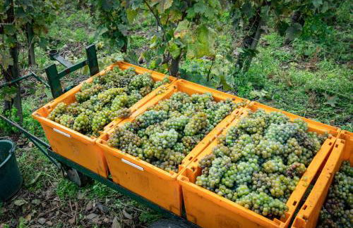 Ferienhaus Am Moselstausee - Foto 46