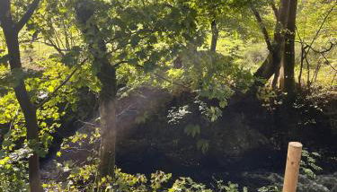 AfonCoed - A cozy, quiet stay by the river - Foto 4, Garden view