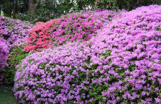 Azalea & Glicine House - Foto 62