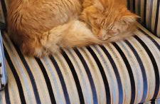 Ivy Cottage - Foto 33