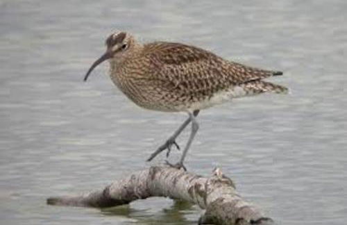 Le Rayon Vert - Gite 4 personnes à 400 m de la mer - Foto 26