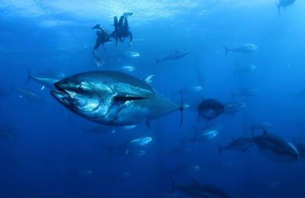 ROQUES DAURADES III - JARDIN PRIVADO - Foto 68