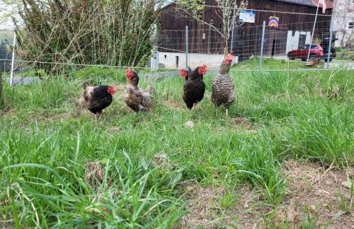 Apartment Moderne Ferienwohnung mit Hot Tub und Fasssauna by Interhome - Foto 32