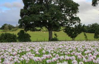 Up North Stays - Foto 20