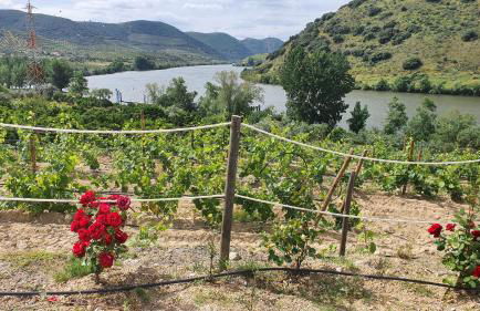 Olhares do Douro - Foto 14