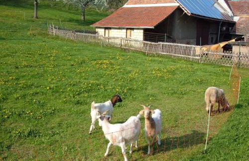 Ferienwohnungen "allerleigrün" - Foto 8