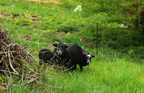 Ferienwohnungen Kleiner Kuhstall - Photo 12