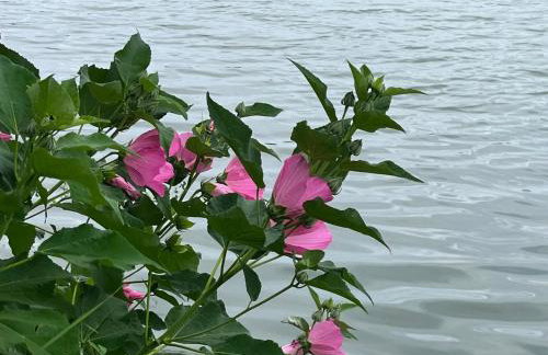 L'océan des Landes - La Dune - Photo 35