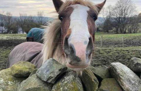 Bumble Cottage in Sedbergh - Foto 36