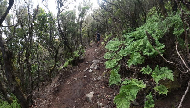 Senderismo por el interior del Parque Rural de Teno - Foto 4, Vegetación en el Parque Rural de Teno