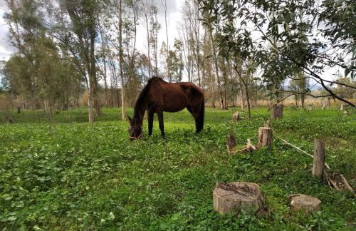 Home Benitez Pizarra - Foto 37