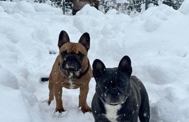 Apartament Buldog - Foto 11