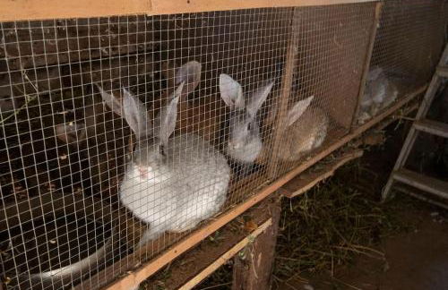 Horta dos Caracóis - Foto 13