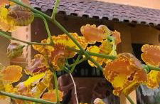 Hospedagem Brilho da Lua - Foto 7