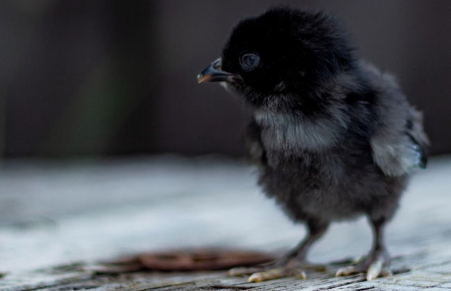 Mickels bondgårdsglamping - Foto 7