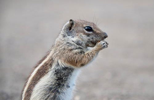 Finca Felix Appartement met Private Pool! - Foto 12