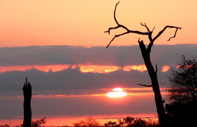 3 bed Bush-tent Under 3 Trees, for Couple Plus Chaperone Free Lionhyena Sounds - Foto 34