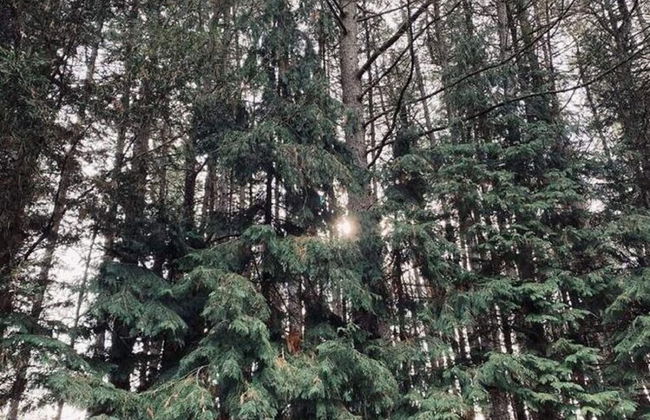 Peaceful Chalet Retreat - Foto 23