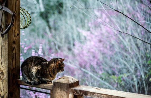 Charming Glamping Rental with Fireplace near Great Smoky Mountains National Park - Foto 39