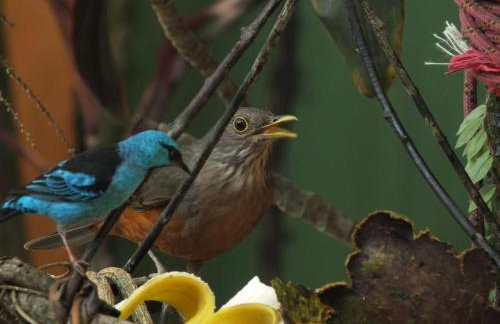 Casa na praia de Itamambuca na cidade de Ubatuba - Foto 40