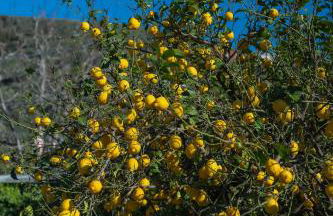 Villa Fiore - Foto 40