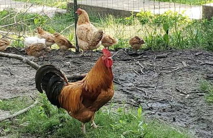 Rustic A-Frame Cabin in the Lush Woodlands of Grubville, Missouri - Foto 10