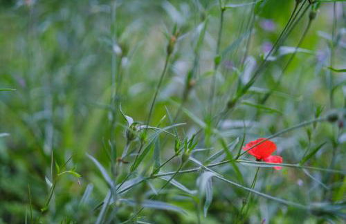 Tig Cottage - a rural, quirky, pet friendly 2 bedroom cottage near Ballantrae - Foto 50