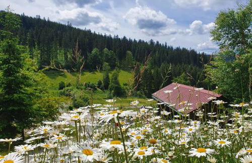 Naturhaus am Wald im Erzgebirge - Foto 36