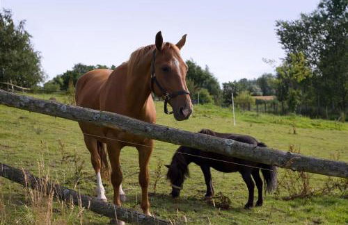 Grosses Rosenhuus - Foto 24