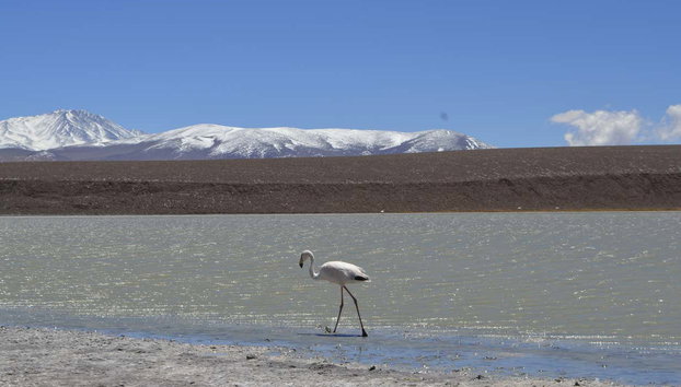 Brava Lagoon Trip - Photo 4, A lone flamingo