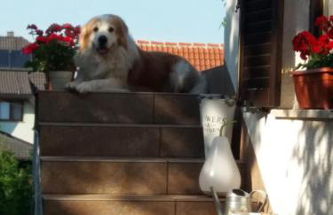 Apartment Villa Zizzy - Foto 27