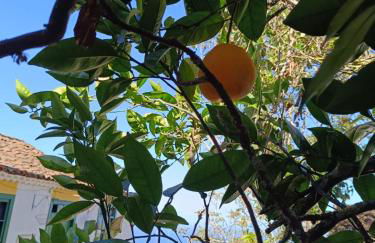 Finca Mamposo - Foto 7