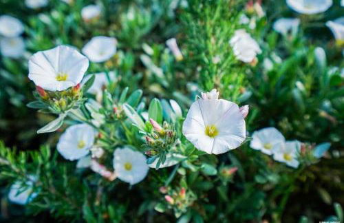 Villa N1 Saint-Emilion - Foto 45