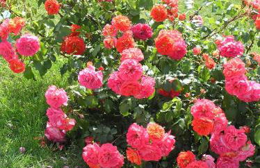 Cascina Curairone - Foto 54