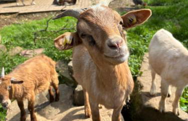 Haus Steiner - Ruhige, top bewertete Ferienwohnung in Lauterbach - Schwarzwald - Foto 57