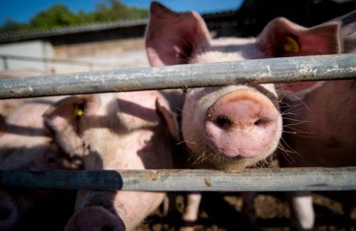 Agriturismo Ostrouska - Foto 24