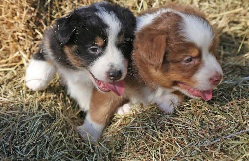 Pietra Cavalla - Ranch & Resort - Foto 25