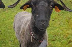 Domek na Obidzy - Foto 30