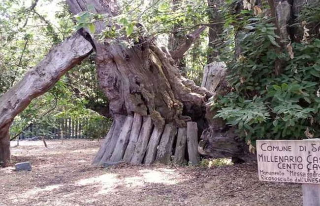 Villa Bonaccorso - La Dimora Immersa Nella Natura ai Piedi Dell Etna - Foto 11