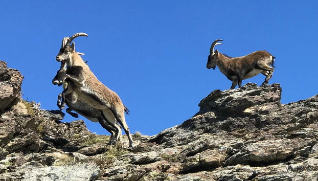 Spot mountain goats