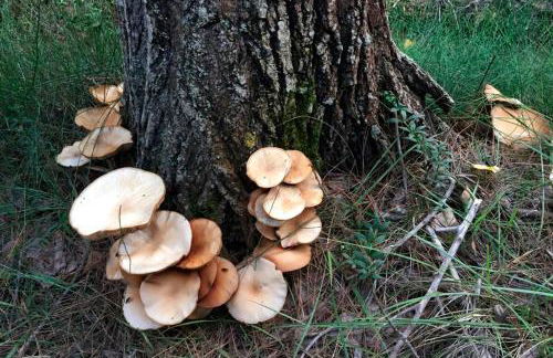 CASA RURAL ADUANA - Foto 19