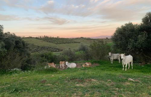 Fattoria Tolomei - Foto 19