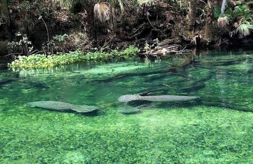 Serene Lakefront Room with Private Bath & Scenic Views in Lake Helen, Florida - Foto 7
