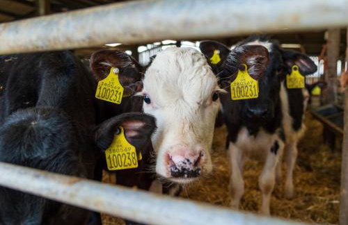 Chalet Lodge 3 Hot Tub by Interhome - Foto 42