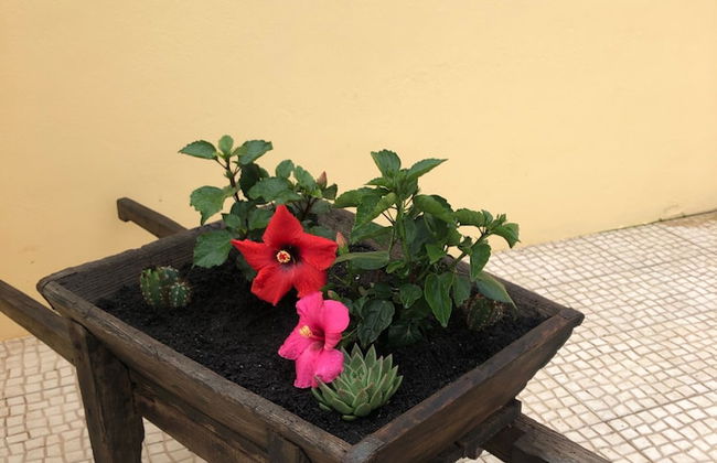 Terra Luso - Foto 46